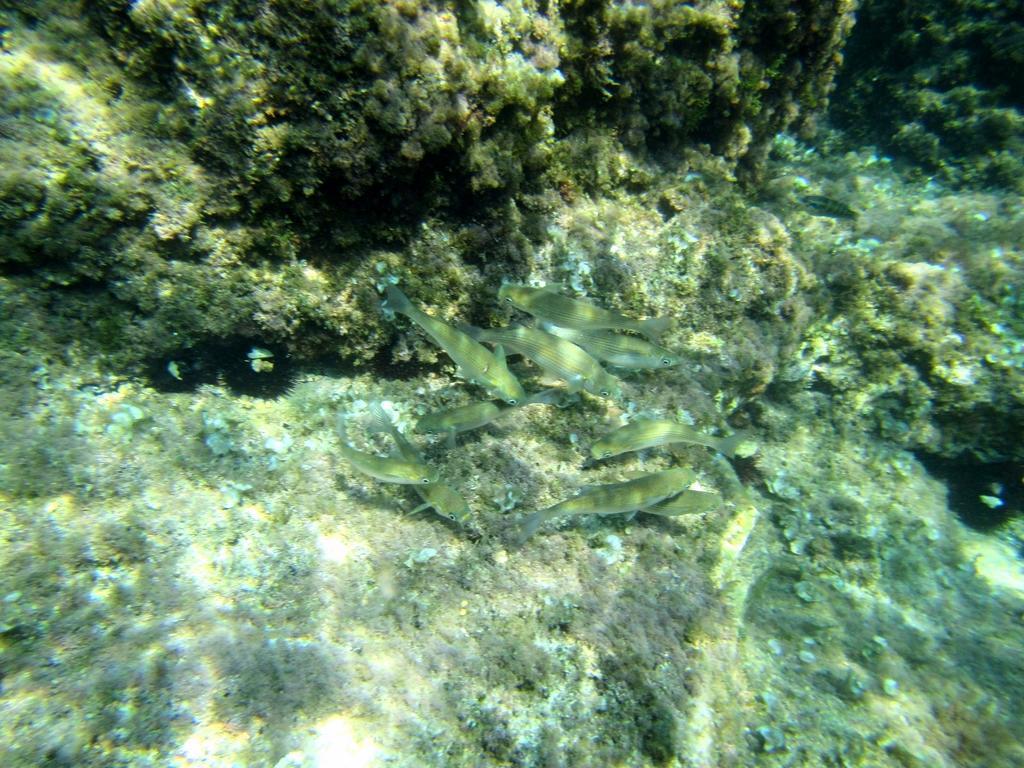 Sea Of Eden Lejlighed Dubrovnik Eksteriør billede