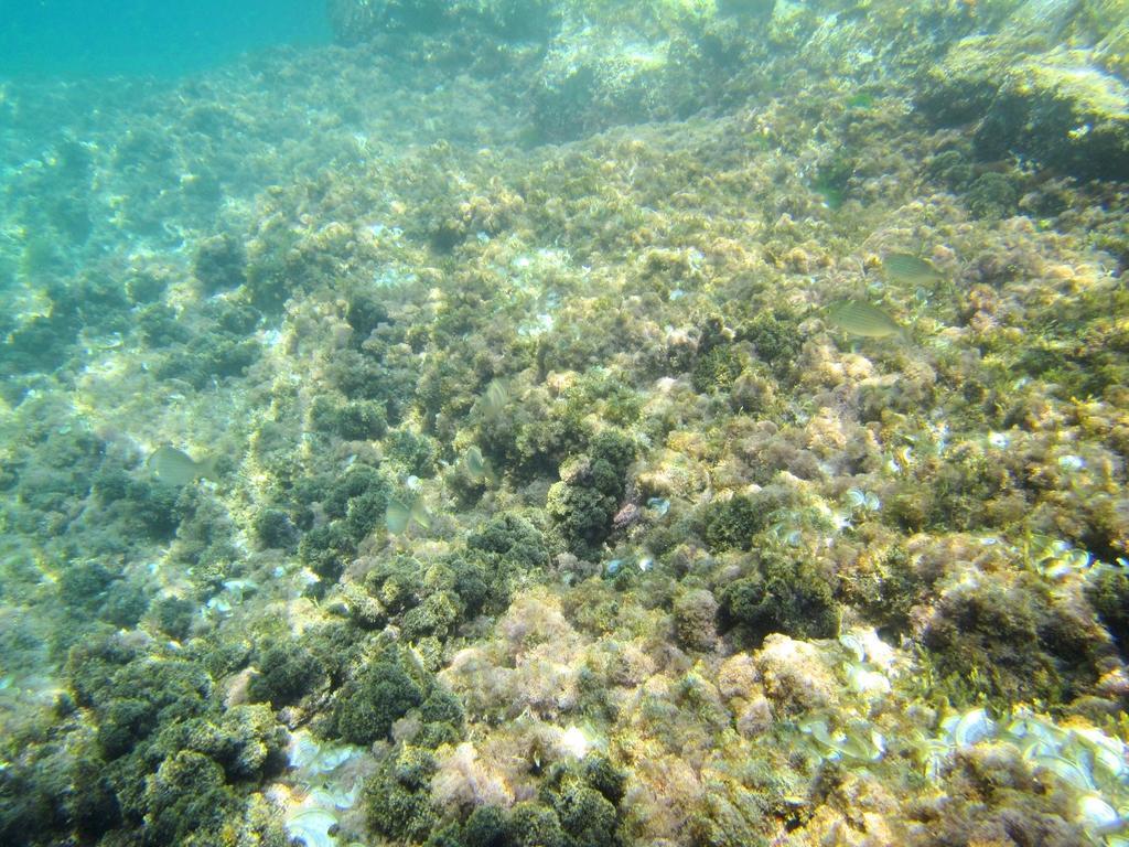 Sea Of Eden Lejlighed Dubrovnik Eksteriør billede