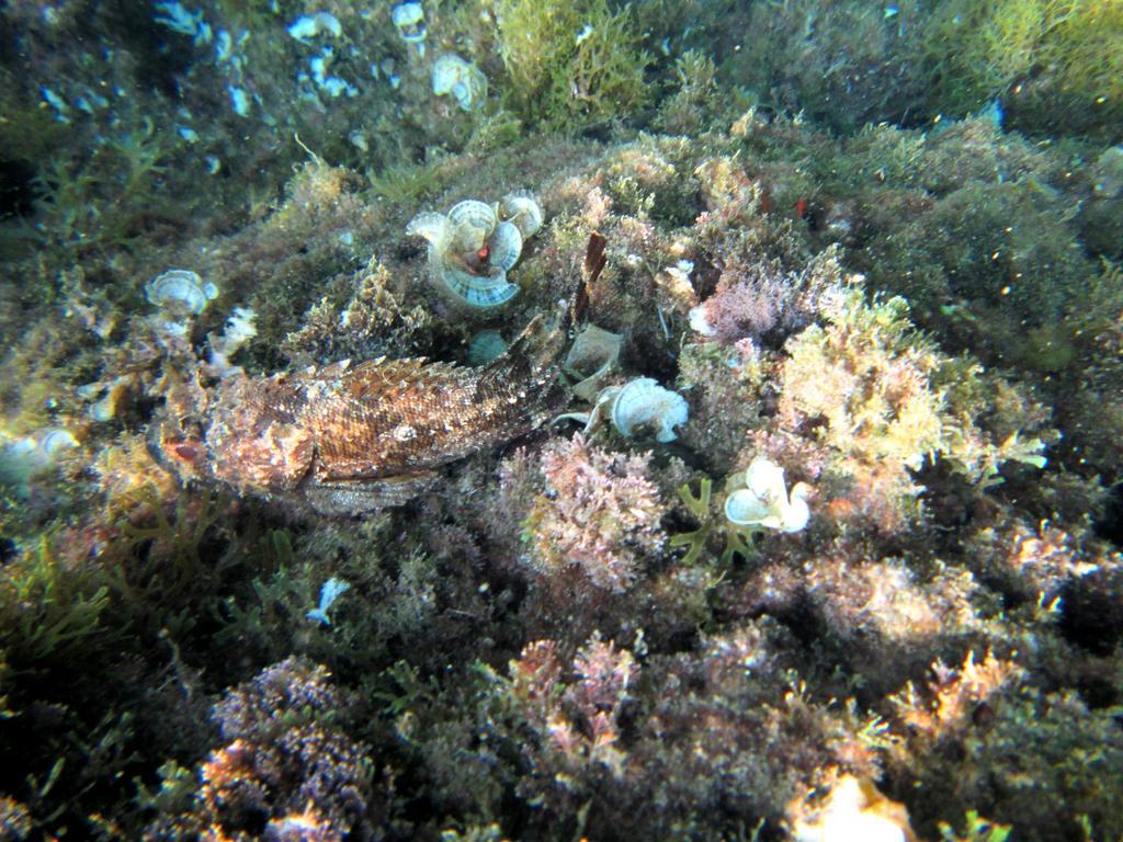 Sea Of Eden Lejlighed Dubrovnik Eksteriør billede